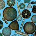 diatom.jpg