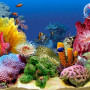 aquarium-computer.jpg