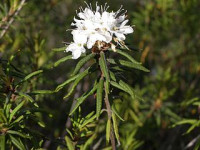 image: 320px-ledum_palustre_bluehend.jpg}}