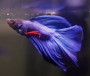user:why-is-my-betta-fish-not-eating.jpg