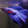 why-is-my-betta-fish-not-eating.jpg
