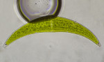 charophyta-closterium.jpg