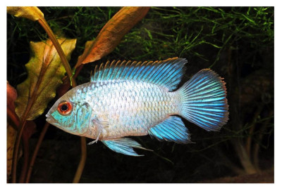 nannacara_20anomala_20blue_20neon.jpg nannacara_20anomala_20blue_20neon.jpg