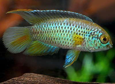 nanacara.jpg nanacara.jpg